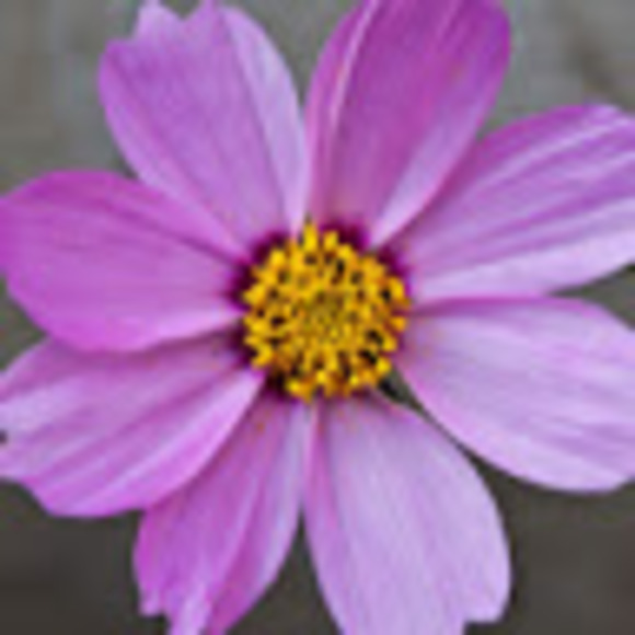 Meet your Posher, Addison - Picture 1 of 1